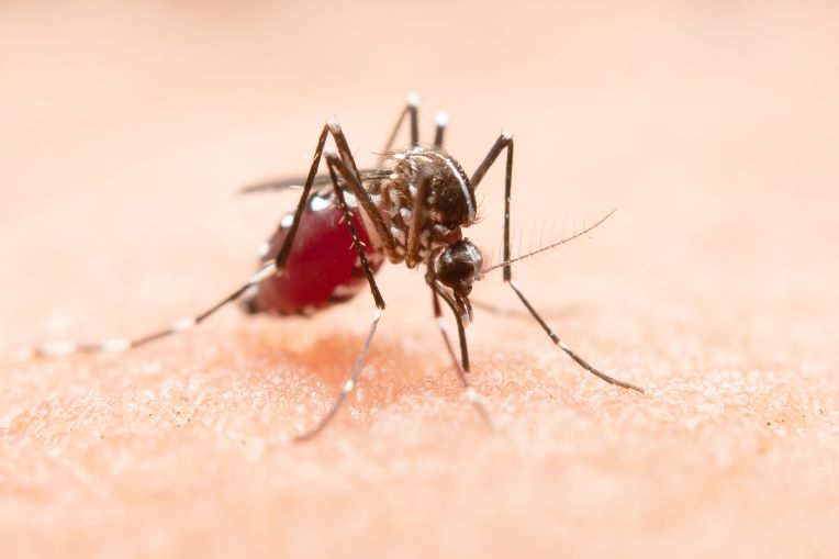 Tiger Mosquito